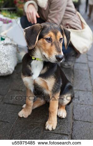 Stock Photography - Woman crouching next to her dog on sidewalk. Fotosearch