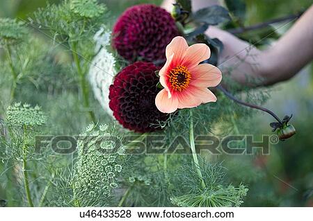 Womans hand holding fresh flowers and ferns at allotment View Large Photo Image Stock Photo - Womans hand holding fresh flowers and ferns at allotment. Fotosearch