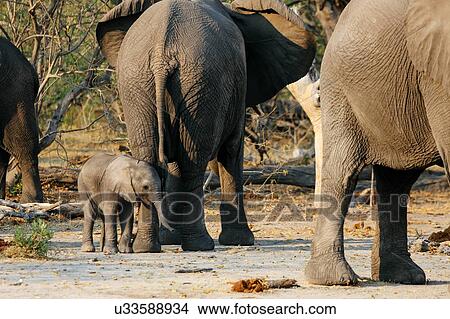 Adult and baby elephants, Botswana View Large Photo Image Picture - Adult and baby elephants, Botswana. Fotosearch