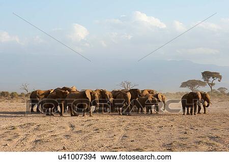African elephants (Loxodonta africana), Amboseli National Park, Kenya, Africa View Large Photo Image Picture - African elephants (Loxodonta africana), Amboseli National Park, Kenya, Africa. Fotosearch