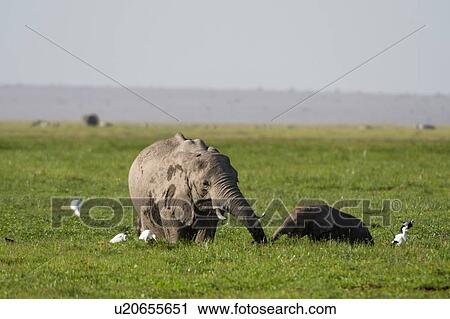 African elephants (Loxodonta africana), Amboseli National Park, Kenya, Africa View Large Photo Image Stock Image - African elephants (Loxodonta africana), Amboseli National Park, Kenya, Africa. Fotosearch