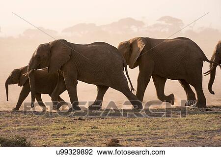 Stock Image - African elephants (Loxodonta africana), Amboseli National Park, Kenya, Africa. Fotosearch