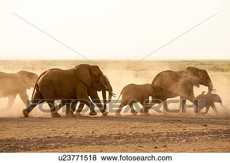 Stock Photo - African elephants (Loxodonta africana), Amboseli National Park, Kenya, Africa. Fotosearch