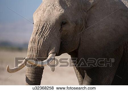 Stock Photo - African elephants (Loxodonta africana), Amboseli National Park, Kenya, Africa. Fotosearch