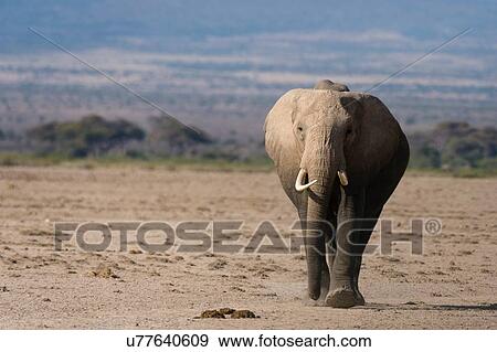 African elephants (Loxodonta africana), Amboseli National Park, Kenya, Africa View Large Photo Image Stock Photo - African elephants (Loxodonta africana), Amboseli National Park, Kenya, Africa. Fotosearch