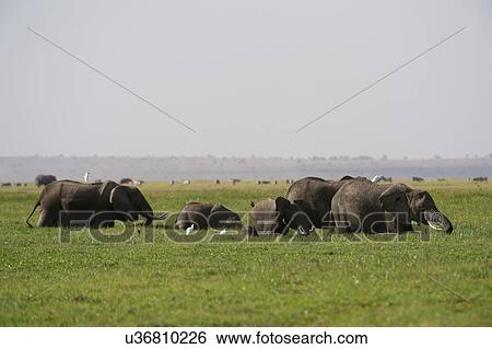 African elephants (Loxodonta africana), Amboseli National Park, Kenya, Africa View Large Photo Image Stock Photograph - African elephants (Loxodonta africana), Amboseli National Park, Kenya, Africa. Fotosearch