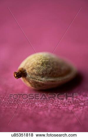 Stock Photo - Almond in shell on pink colour table cloth. Fotosearch