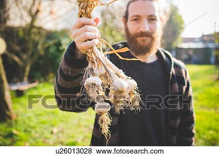 Bearded mid adult man in garden holding freshly picked garlic bulbs looking at camera smiling View Large Photo Image Stock Photo - Bearded mid adult man in garden holding freshly picked garlic bulbs looking at camera smiling. Fotosearch
