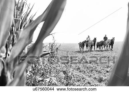 B&W image of man and woman riding and leading six horses in field View Large Photo Image Picture - B&W image of man and woman riding and leading six horses in field. Fotosearch