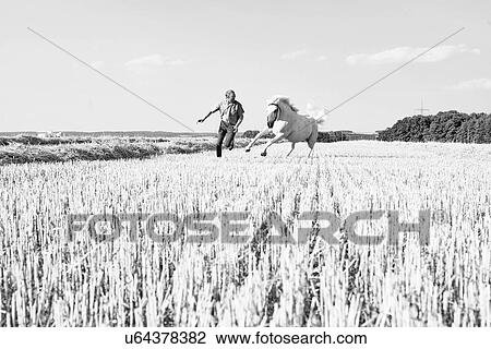 Stock Image - B&W image of man training galloping horse in field. Fotosearch