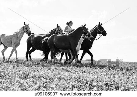 B&W image of woman riding and leading six horses in field View Large Photo Image Stock Photo - B&W image of woman riding and leading six horses in field. Fotosearch