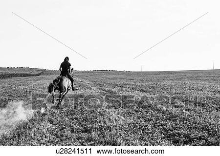 B&W image of woman riding galloping horse in field View Large Photo Image Stock Image - B&W image of woman riding galloping horse in field. Fotosearch