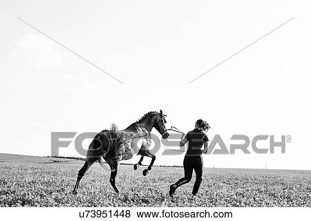 Stock Photo - B&W image of woman training rearing horse in field. Fotosearch
