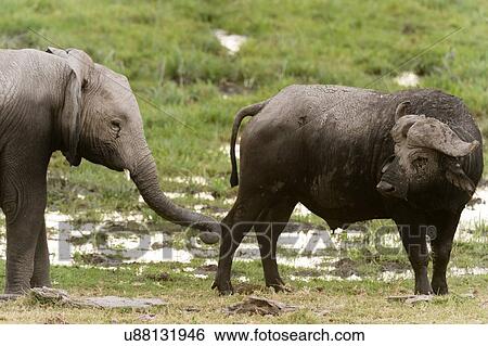 Cape buffalo (Syncerus caffer) and young African elephant (Loxodonta africana), Amboseli National Park, Kenya, Africa View Large Photo Image Stock Photograph - Cape buffalo (Syncerus caffer) and young African elephant (Loxodonta africana), Amboseli National Park, Kenya, Africa. Fotosearch