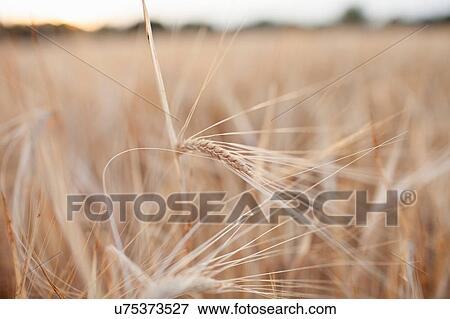 Close of ears of wheat in wheat field View Large Photo Image Stock Photo - Close of ears of wheat in wheat field. Fotosearch