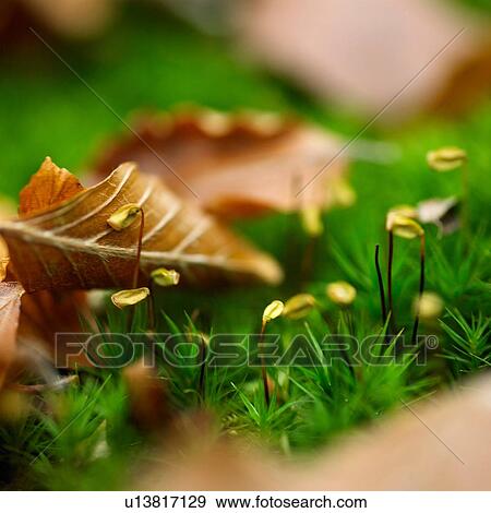Close up of autumn leaves on green grass View Large Photo Image Stock Photo - Close up of autumn leaves on green grass. Fotosearch