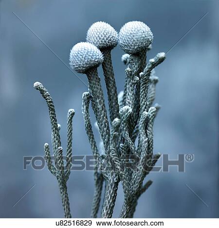 Close up of blue grey flower View Large Photo Image Stock Photo - Close up of blue grey flower. Fotosearch