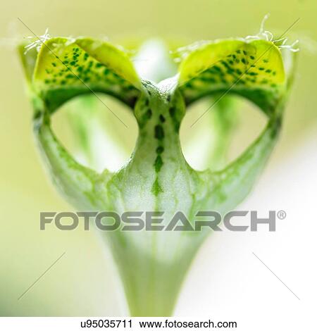 Close up of green succulent with alien face View Large Photo Image Stock Image - Close up of green succulent with alien face. Fotosearch
