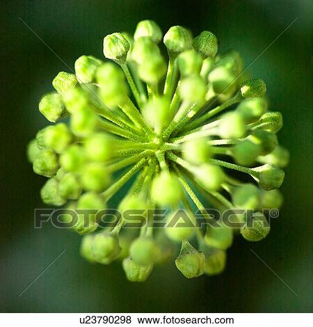 Stock Photo - Close up of green unopened flowerhead. Fotosearch