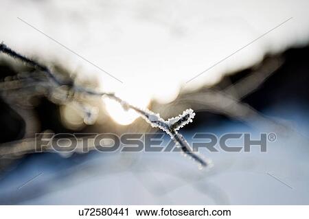 Stock Image - Close up of hoar frost on twig. Fotosearch