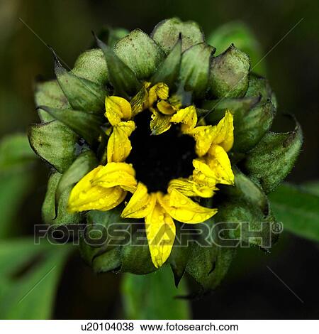 Stock Photo - Close up of opening sunflower and green foliage. Fotosearch