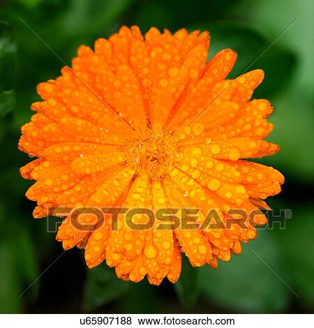 Close up of orange marigold flower covered in water droplets View Large Photo Image Stock Photo - Close up of orange marigold flower covered in water droplets. Fotosearch