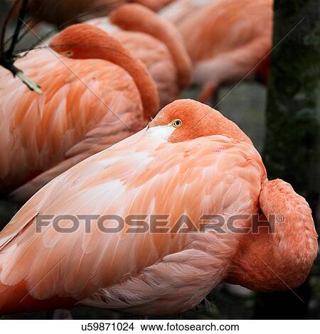 Close up of peering pink flamingo with its head tucked in over its shoulder View Large Photo Image Picture - Close up of peering pink flamingo with its head tucked in over its shoulder. Fotosearch