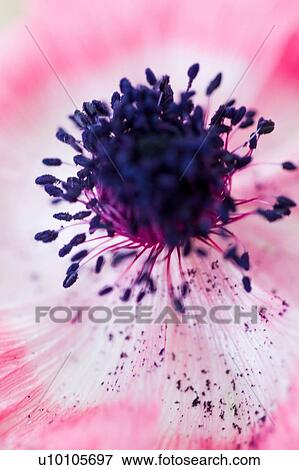 Stock Photo - Close up of pink flower with purple stamen. Fotosearch