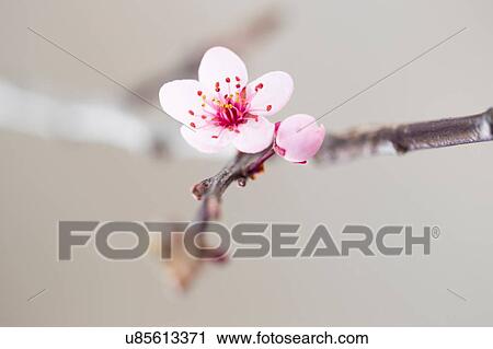 Stock Image - Close up of pink tree blossom. Fotosearch