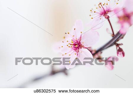 Stock Photography - Close up of pink tree blossoms. Fotosearch