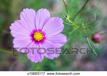 Stock Photo - Close up of purple flower. Fotosearch