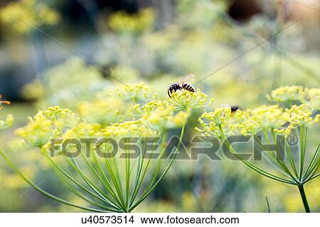 Picture - Close up of wasp feeding on weed with yellow blossom. Fotosearch