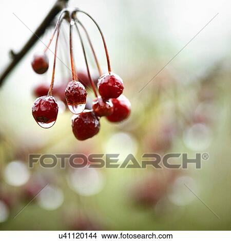 Picture - Close up of water droplets on a bunch of ripe berries. Fotosearch