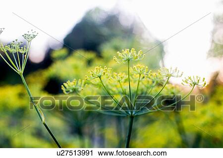 Stock Image - Close up of weed with yellow blossom. Fotosearch