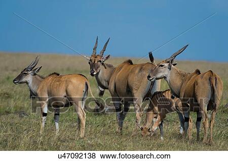 Common elands (Taurotragus oryx), Masai Mara, Kenya, Africa View Large Photo Image Stock Photo - Common elands (Taurotragus oryx), Masai Mara, Kenya, Africa. Fotosearch
