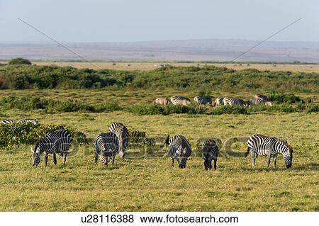 Stock Photo - Common zebras (Equus quagga), Amboseli National Park, Kenya, Africa. Fotosearch