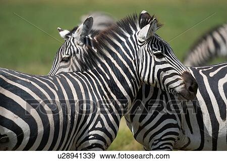 Common zebras (Equus quagga), Amboseli National Park, Kenya, Africa View Large Photo Image Stock Photo - Common zebras (Equus quagga), Amboseli National Park, Kenya, Africa. Fotosearch