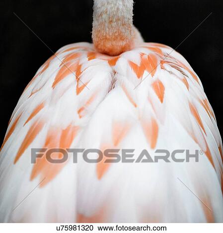 Cropped rear view of flamingo's back and neck on black background View Large Photo Image Stock Image - Cropped rear view of flamingo's back and neck on black background. Fotosearch
