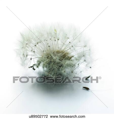 Stock Image - Dandelion clock and dandelion seeds. Fotosearch