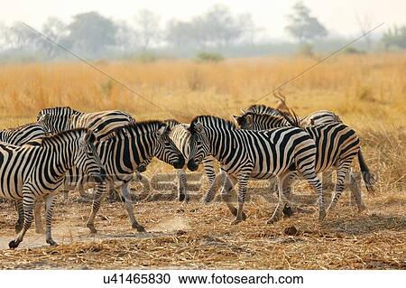 Stock Image - Dazzle of zebra, Botswana. Fotosearch