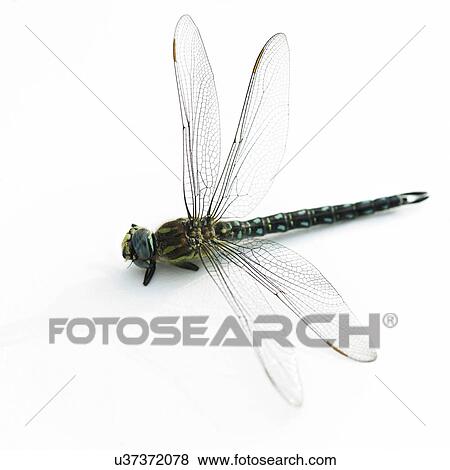 Stock Photo - Dead dragonfly on white background. Fotosearch