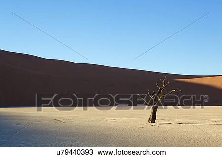 Stock Image - Dead vlei petrified tree. Sossusvlei, Hardap, Namibia. Fotosearch