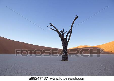 Dead vlei petrified tree. Sossusvlei, Hardap, Namibia View Large Photo Image Stock Photo - Dead vlei petrified tree. Sossusvlei, Hardap, Namibia. Fotosearch