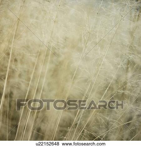 Stock Photo - Detail of long grasses moving in the breeze. Fotosearch