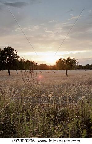 Distant sheep grazing in wheat field at sunset, Majorca, Spain View Large Photo Image Stock Photograph - Distant sheep grazing in wheat field at sunset, Majorca, Spain. Fotosearch