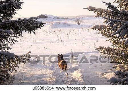 Dog looking out at snow covered landscape and distant farm building, Ural, Russia View Large Photo Image Picture - Dog looking out at snow covered landscape and distant farm building, Ural, Russia. Fotosearch