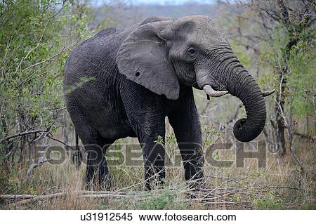 Stock Photography - Elephant, Sabi Sand Game Reserve, South Africa. Fotosearch