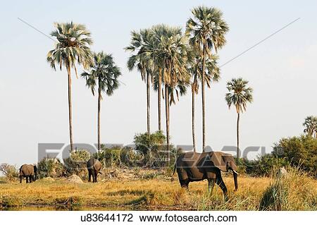 Elephants, Botswana View Large Photo Image Stock Image - Elephants, Botswana. Fotosearch