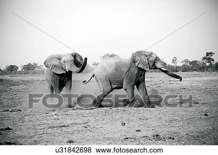 Stock Photo - Elephants playing, Kruger National Park, South Africa. Fotosearch