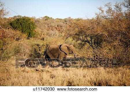 Stock Image - Female elephant leading baby elephant through bush, Kruger National Park, South Africa. Fotosearch